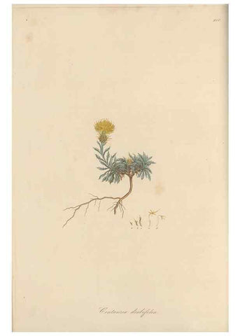 Reproducción/Reproduction 49580315382: Flora Graeca, sive, Plantarum rariorum historia, quas in provinciis aut insulis Graeciae /. Londini :Typis Richardi Taylor et socii, in Vico Shoe-Lane :MDCCCVI-MDCCCXL [1806-1840].. 