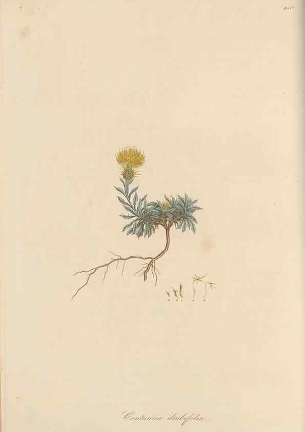 Reproducción/Reproduction 49580315382: Flora Graeca, sive, Plantarum rariorum historia, quas in provinciis aut insulis Graeciae /. Londini :Typis Richardi Taylor et socii, in Vico Shoe-Lane :MDCCCVI-MDCCCXL [1806-1840].. 