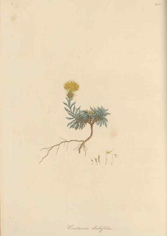 Reproducción/Reproduction 49580315382: Flora Graeca, sive, Plantarum rariorum historia, quas in provinciis aut insulis Graeciae /. Londini :Typis Richardi Taylor et socii, in Vico Shoe-Lane :MDCCCVI-MDCCCXL [1806-1840].. 