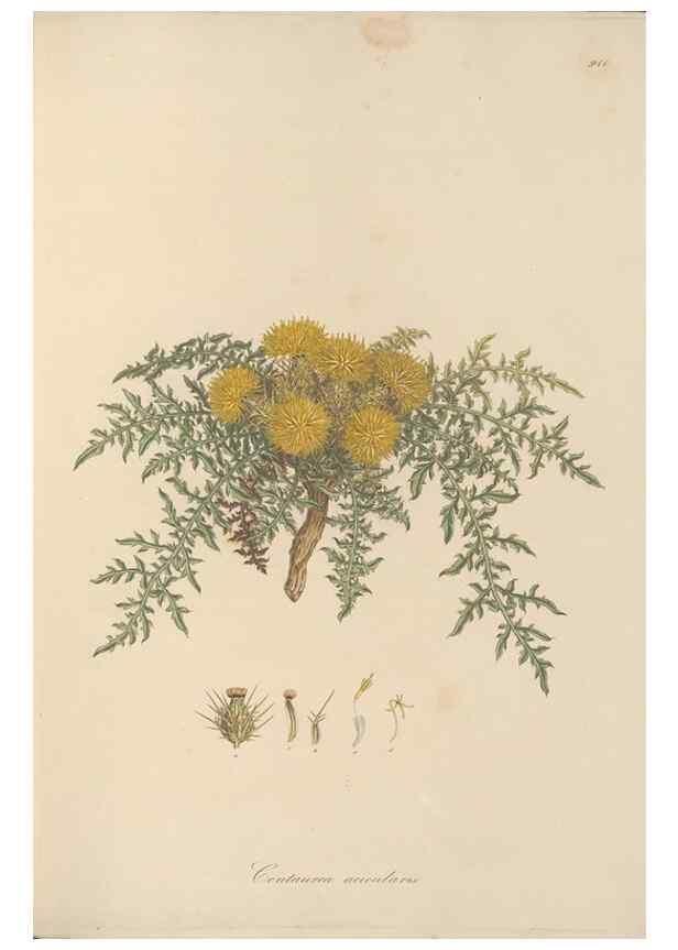 Reproducción/Reproduction 49579588333: Flora Graeca, sive, Plantarum rariorum historia, quas in provinciis aut insulis Graeciae /. Londini :Typis Richardi Taylor et socii, in Vico Shoe-Lane :MDCCCVI-MDCCCXL [1806-1840].. 