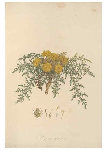Reproducción/Reproduction 49579588333: Flora Graeca, sive, Plantarum rariorum historia, quas in provinciis aut insulis Graeciae /. Londini :Typis Richardi Taylor et socii, in Vico Shoe-Lane :MDCCCVI-MDCCCXL [1806-1840].. 