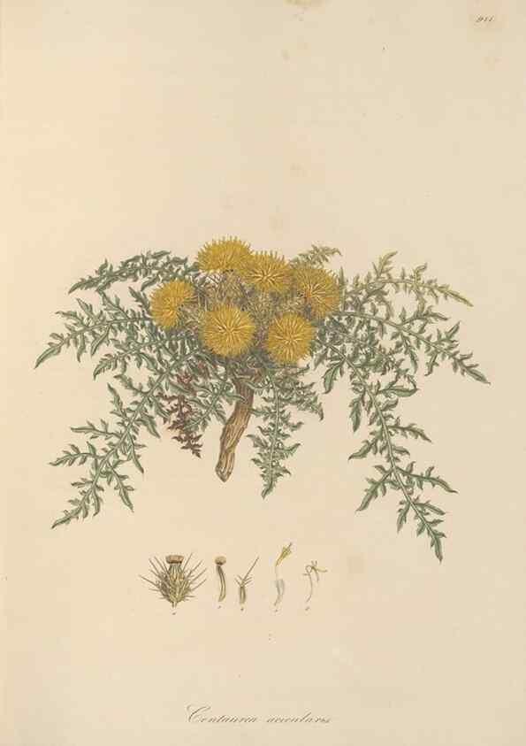 Reproducción/Reproduction 49579588333: Flora Graeca, sive, Plantarum rariorum historia, quas in provinciis aut insulis Graeciae /. Londini :Typis Richardi Taylor et socii, in Vico Shoe-Lane :MDCCCVI-MDCCCXL [1806-1840].. 