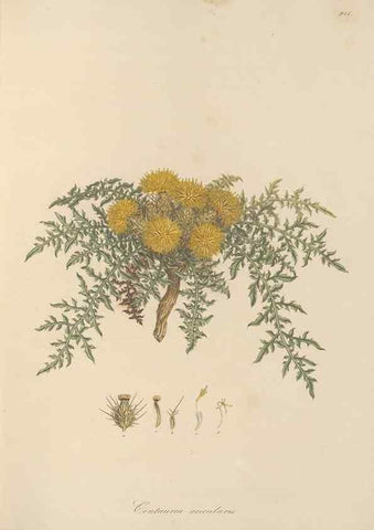 Reproducción/Reproduction 49579588333: Flora Graeca, sive, Plantarum rariorum historia, quas in provinciis aut insulis Graeciae /. Londini :Typis Richardi Taylor et socii, in Vico Shoe-Lane :MDCCCVI-MDCCCXL [1806-1840].. 