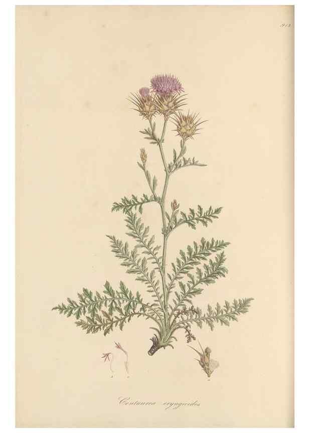 Reproducción/Reproduction 49580316262: Flora Graeca, sive, Plantarum rariorum historia, quas in provinciis aut insulis Graeciae /. Londini :Typis Richardi Taylor et socii, in Vico Shoe-Lane :MDCCCVI-MDCCCXL [1806-1840].. 