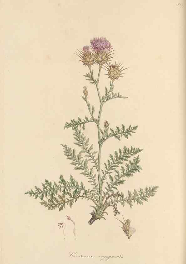 Reproducción/Reproduction 49580316262: Flora Graeca, sive, Plantarum rariorum historia, quas in provinciis aut insulis Graeciae /. Londini :Typis Richardi Taylor et socii, in Vico Shoe-Lane :MDCCCVI-MDCCCXL [1806-1840].. 