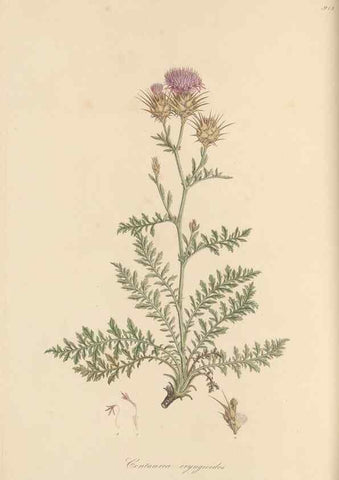 Reproducción/Reproduction 49580316262: Flora Graeca, sive, Plantarum rariorum historia, quas in provinciis aut insulis Graeciae /. Londini :Typis Richardi Taylor et socii, in Vico Shoe-Lane :MDCCCVI-MDCCCXL [1806-1840].. 