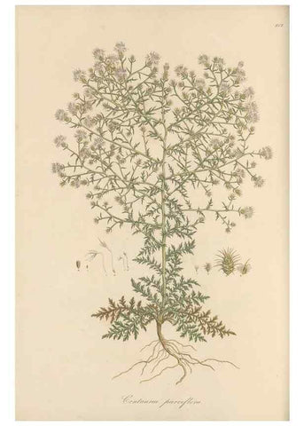 Reproducción/Reproduction 49579589093: Flora Graeca, sive, Plantarum rariorum historia, quas in provinciis aut insulis Graeciae /. Londini :Typis Richardi Taylor et socii, in Vico Shoe-Lane :MDCCCVI-MDCCCXL [1806-1840].. 
