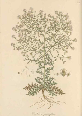 Reproducción/Reproduction 49579589093: Flora Graeca, sive, Plantarum rariorum historia, quas in provinciis aut insulis Graeciae /. Londini :Typis Richardi Taylor et socii, in Vico Shoe-Lane :MDCCCVI-MDCCCXL [1806-1840].. 
