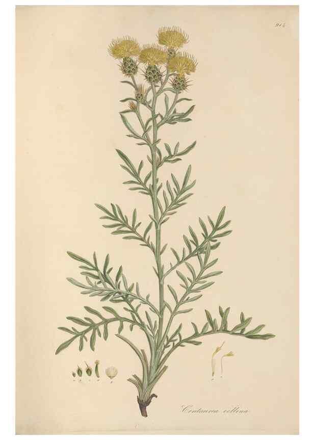 Reproducción/Reproduction 49579589458: Flora Graeca, sive, Plantarum rariorum historia, quas in provinciis aut insulis Graeciae /. Londini :Typis Richardi Taylor et socii, in Vico Shoe-Lane :MDCCCVI-MDCCCXL [1806-1840].. 