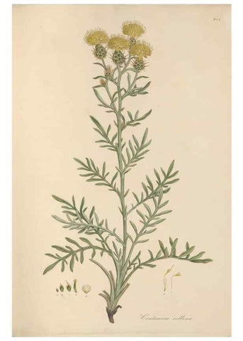 Reproducción/Reproduction 49579589458: Flora Graeca, sive, Plantarum rariorum historia, quas in provinciis aut insulis Graeciae /. Londini :Typis Richardi Taylor et socii, in Vico Shoe-Lane :MDCCCVI-MDCCCXL [1806-1840].. 