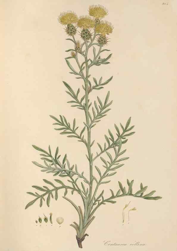 Reproducción/Reproduction 49579589458: Flora Graeca, sive, Plantarum rariorum historia, quas in provinciis aut insulis Graeciae /. Londini :Typis Richardi Taylor et socii, in Vico Shoe-Lane :MDCCCVI-MDCCCXL [1806-1840].. 