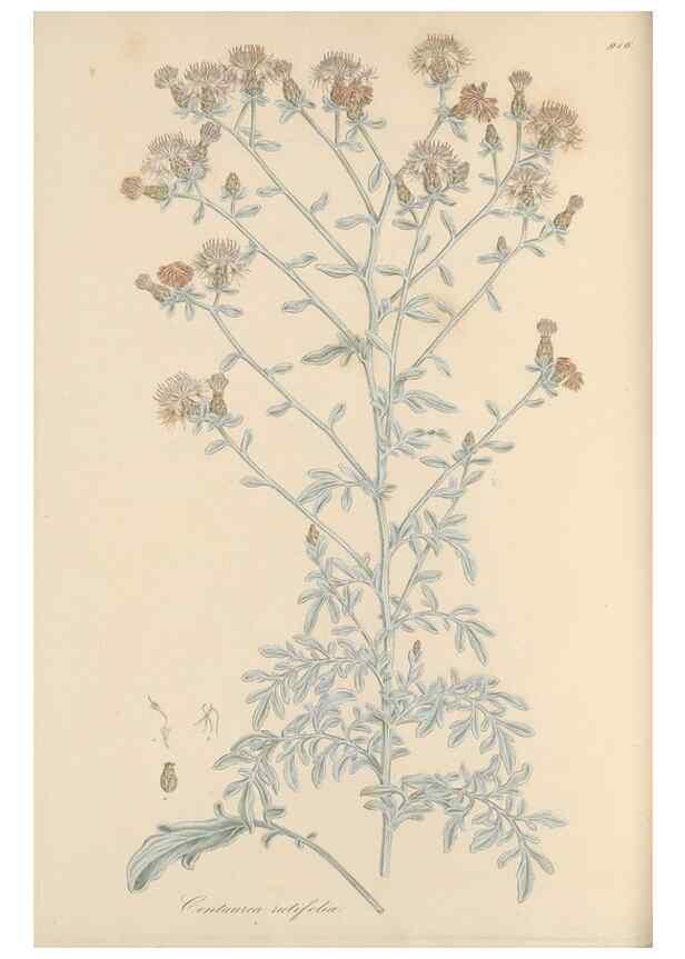 Reproducción/Reproduction 49580317312: Flora Graeca, sive, Plantarum rariorum historia, quas in provinciis aut insulis Graeciae /. Londini :Typis Richardi Taylor et socii, in Vico Shoe-Lane :MDCCCVI-MDCCCXL [1806-1840].. 