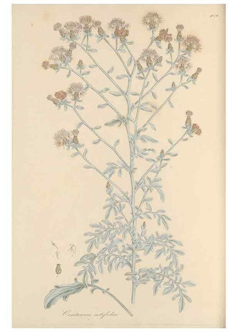 Reproducción/Reproduction 49580317312: Flora Graeca, sive, Plantarum rariorum historia, quas in provinciis aut insulis Graeciae /. Londini :Typis Richardi Taylor et socii, in Vico Shoe-Lane :MDCCCVI-MDCCCXL [1806-1840].. 