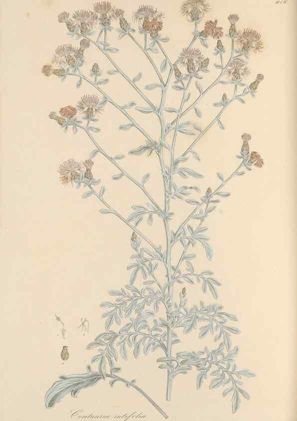 Reproducción/Reproduction 49580317312: Flora Graeca, sive, Plantarum rariorum historia, quas in provinciis aut insulis Graeciae /. Londini :Typis Richardi Taylor et socii, in Vico Shoe-Lane :MDCCCVI-MDCCCXL [1806-1840].. 