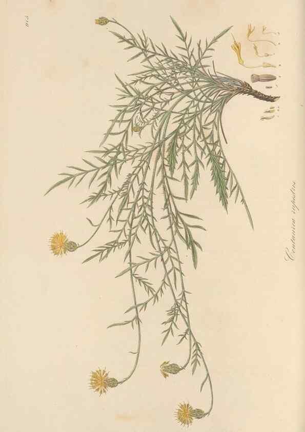Reproducción/Reproduction 49579590143: Flora Graeca, sive, Plantarum rariorum historia, quas in provinciis aut insulis Graeciae /. Londini :Typis Richardi Taylor et socii, in Vico Shoe-Lane :MDCCCVI-MDCCCXL [1806-1840].. 
