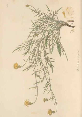 Reproducción/Reproduction 49579590143: Flora Graeca, sive, Plantarum rariorum historia, quas in provinciis aut insulis Graeciae /. Londini :Typis Richardi Taylor et socii, in Vico Shoe-Lane :MDCCCVI-MDCCCXL [1806-1840].. 