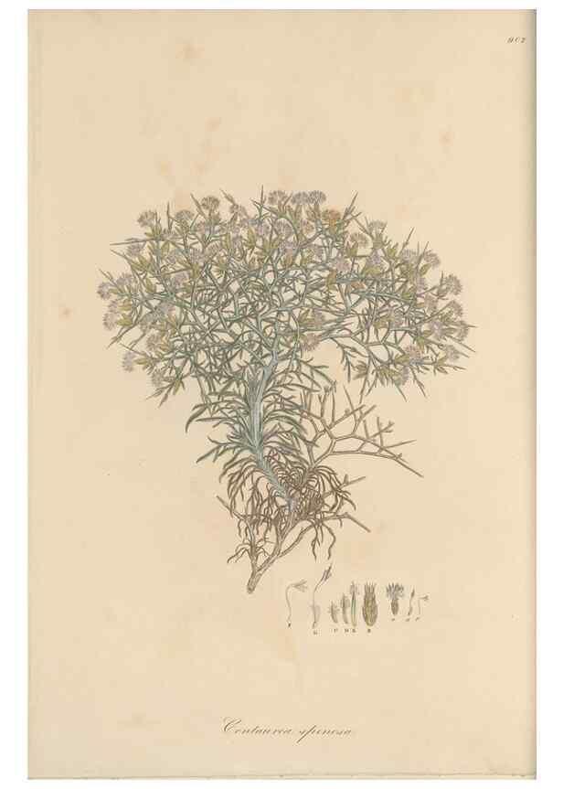 Reproducción/Reproduction 49580312237: Flora Graeca, sive, Plantarum rariorum historia, quas in provinciis aut insulis Graeciae /. Londini :Typis Richardi Taylor et socii, in Vico Shoe-Lane :MDCCCVI-MDCCCXL [1806-1840].. 