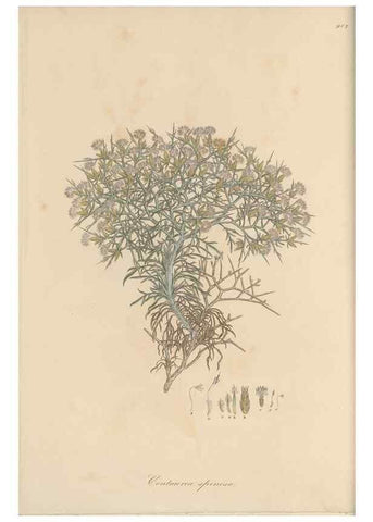 Reproducción/Reproduction 49580312237: Flora Graeca, sive, Plantarum rariorum historia, quas in provinciis aut insulis Graeciae /. Londini :Typis Richardi Taylor et socii, in Vico Shoe-Lane :MDCCCVI-MDCCCXL [1806-1840].. 