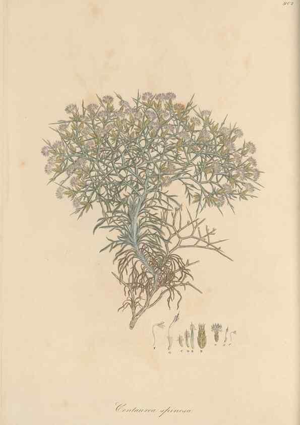 Reproducción/Reproduction 49580312237: Flora Graeca, sive, Plantarum rariorum historia, quas in provinciis aut insulis Graeciae /. Londini :Typis Richardi Taylor et socii, in Vico Shoe-Lane :MDCCCVI-MDCCCXL [1806-1840].. 