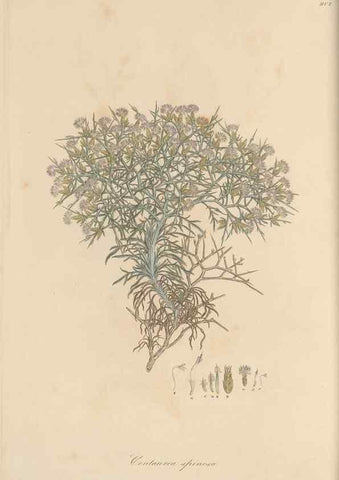 Reproducción/Reproduction 49580312237: Flora Graeca, sive, Plantarum rariorum historia, quas in provinciis aut insulis Graeciae /. Londini :Typis Richardi Taylor et socii, in Vico Shoe-Lane :MDCCCVI-MDCCCXL [1806-1840].. 
