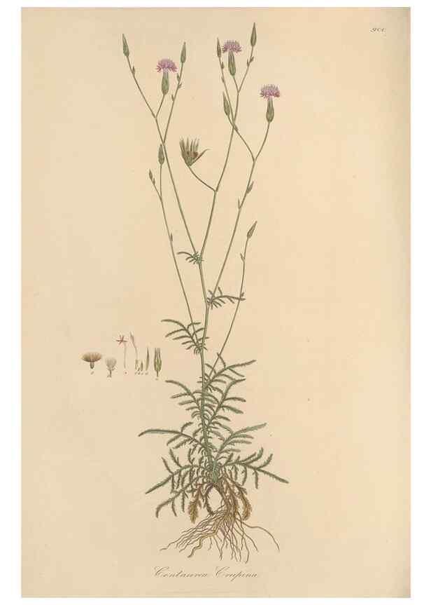Reproducción/Reproduction 49579919761: Flora Graeca, sive, Plantarum rariorum historia, quas in provinciis aut insulis Graeciae /. Londini :Typis Richardi Taylor et socii, in Vico Shoe-Lane :MDCCCVI-MDCCCXL [1806-1840].. 