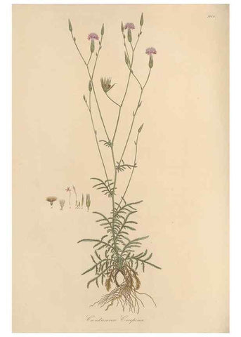 Reproducción/Reproduction 49579919761: Flora Graeca, sive, Plantarum rariorum historia, quas in provinciis aut insulis Graeciae /. Londini :Typis Richardi Taylor et socii, in Vico Shoe-Lane :MDCCCVI-MDCCCXL [1806-1840].. 