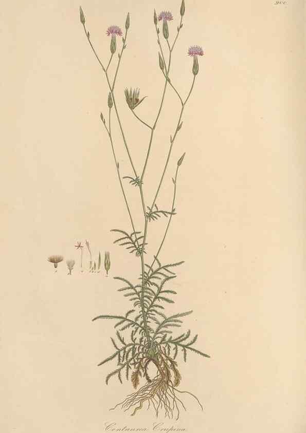 Reproducción/Reproduction 49579919761: Flora Graeca, sive, Plantarum rariorum historia, quas in provinciis aut insulis Graeciae /. Londini :Typis Richardi Taylor et socii, in Vico Shoe-Lane :MDCCCVI-MDCCCXL [1806-1840].. 