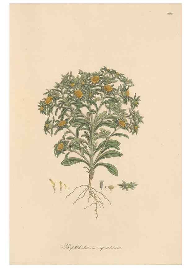 Reproducción/Reproduction 49579919316: Flora Graeca, sive, Plantarum rariorum historia, quas in provinciis aut insulis Graeciae /. Londini :Typis Richardi Taylor et socii, in Vico Shoe-Lane :MDCCCVI-MDCCCXL [1806-1840].. 