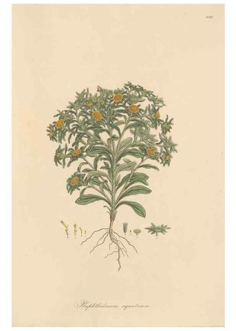 Reproducción/Reproduction 49579919316: Flora Graeca, sive, Plantarum rariorum historia, quas in provinciis aut insulis Graeciae /. Londini :Typis Richardi Taylor et socii, in Vico Shoe-Lane :MDCCCVI-MDCCCXL [1806-1840].. 