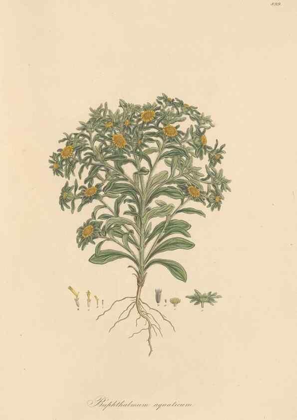 Reproducción/Reproduction 49579919316: Flora Graeca, sive, Plantarum rariorum historia, quas in provinciis aut insulis Graeciae /. Londini :Typis Richardi Taylor et socii, in Vico Shoe-Lane :MDCCCVI-MDCCCXL [1806-1840].. 