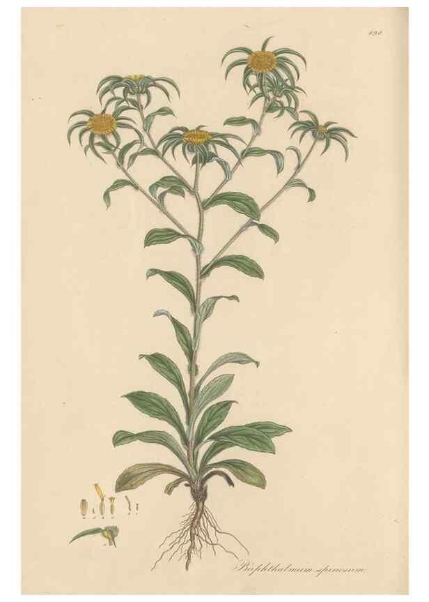 Reproducción/Reproduction 49580145572: Flora Graeca, sive, Plantarum rariorum historia, quas in provinciis aut insulis Graeciae /. Londini :Typis Richardi Taylor et socii, in Vico Shoe-Lane :MDCCCVI-MDCCCXL [1806-1840].. 