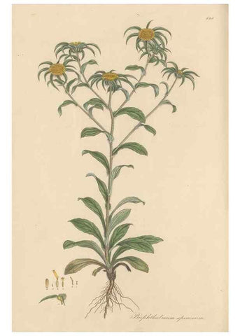 Reproducción/Reproduction 49580145572: Flora Graeca, sive, Plantarum rariorum historia, quas in provinciis aut insulis Graeciae /. Londini :Typis Richardi Taylor et socii, in Vico Shoe-Lane :MDCCCVI-MDCCCXL [1806-1840].. 