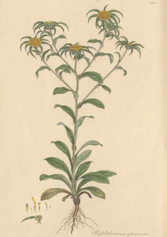 Reproducción/Reproduction 49580145572: Flora Graeca, sive, Plantarum rariorum historia, quas in provinciis aut insulis Graeciae /. Londini :Typis Richardi Taylor et socii, in Vico Shoe-Lane :MDCCCVI-MDCCCXL [1806-1840].. 