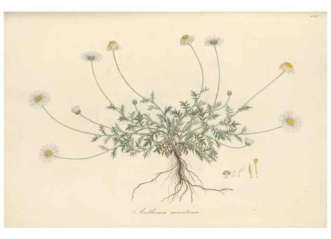 Reproducción/Reproduction 49580139377: Flora Graeca, sive, Plantarum rariorum historia, quas in provinciis aut insulis Graeciae /. Londini :Typis Richardi Taylor et socii, in Vico Shoe-Lane :MDCCCVI-MDCCCXL [1806-1840].. 