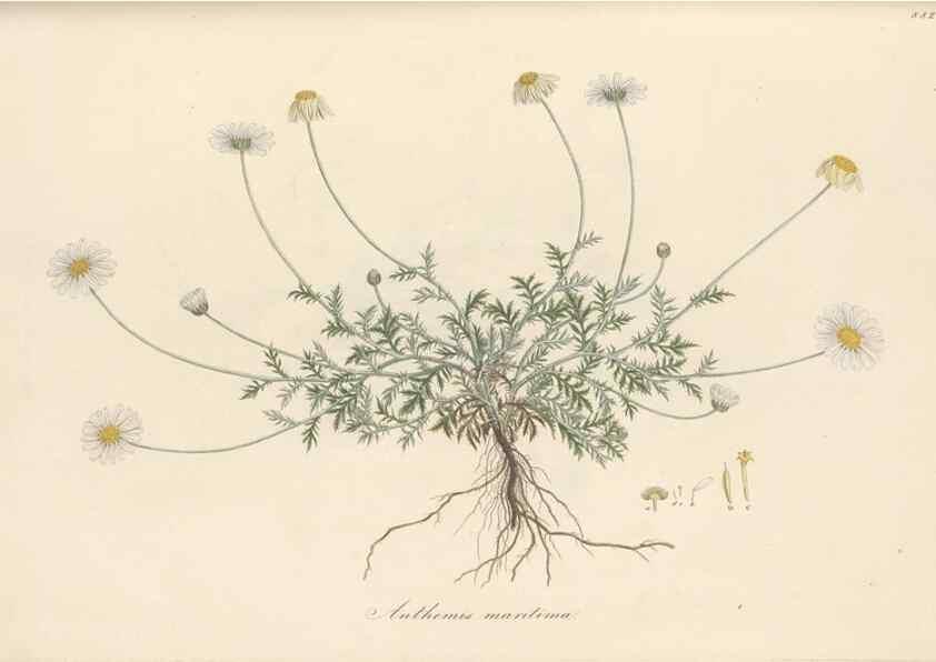 Reproducción/Reproduction 49580139377: Flora Graeca, sive, Plantarum rariorum historia, quas in provinciis aut insulis Graeciae /. Londini :Typis Richardi Taylor et socii, in Vico Shoe-Lane :MDCCCVI-MDCCCXL [1806-1840].. 