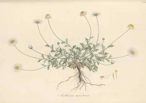 Reproducción/Reproduction 49580139377: Flora Graeca, sive, Plantarum rariorum historia, quas in provinciis aut insulis Graeciae /. Londini :Typis Richardi Taylor et socii, in Vico Shoe-Lane :MDCCCVI-MDCCCXL [1806-1840].. 