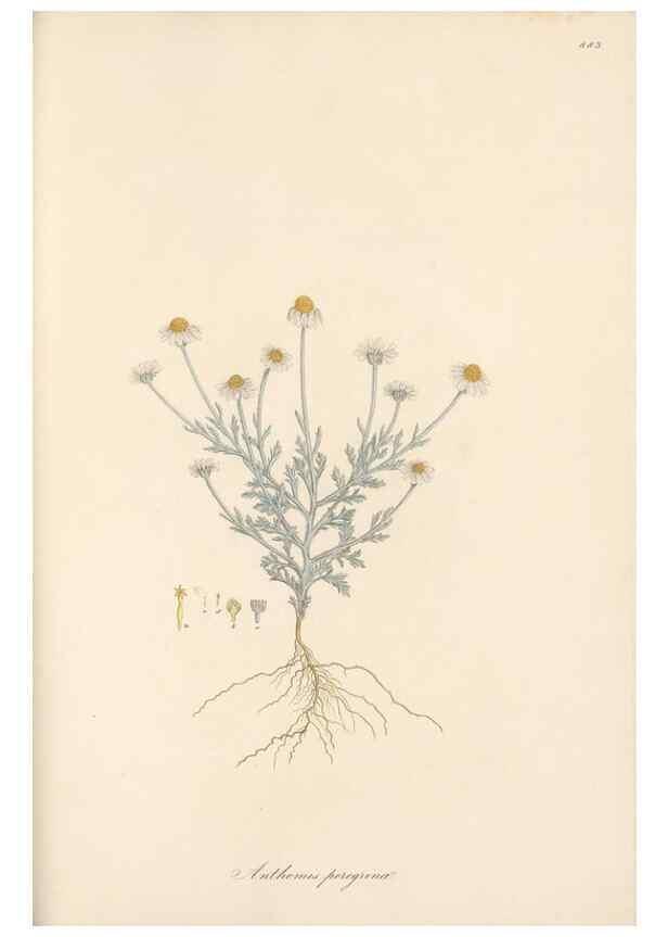 Reproducción/Reproduction 49579411238: Flora Graeca, sive, Plantarum rariorum historia, quas in provinciis aut insulis Graeciae /. Londini :Typis Richardi Taylor et socii, in Vico Shoe-Lane :MDCCCVI-MDCCCXL [1806-1840].. 