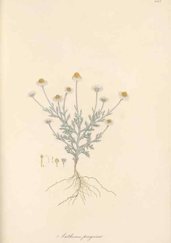 Reproducción/Reproduction 49579411238: Flora Graeca, sive, Plantarum rariorum historia, quas in provinciis aut insulis Graeciae /. Londini :Typis Richardi Taylor et socii, in Vico Shoe-Lane :MDCCCVI-MDCCCXL [1806-1840].. 