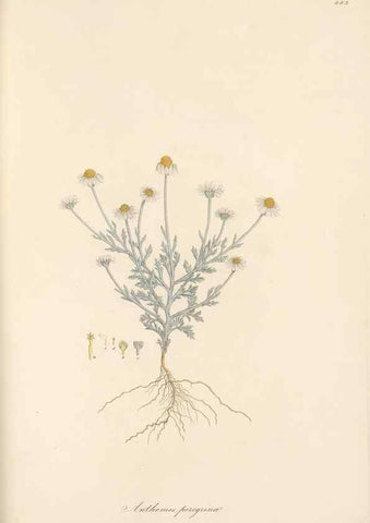 Reproducción/Reproduction 49579411238: Flora Graeca, sive, Plantarum rariorum historia, quas in provinciis aut insulis Graeciae /. Londini :Typis Richardi Taylor et socii, in Vico Shoe-Lane :MDCCCVI-MDCCCXL [1806-1840].. 