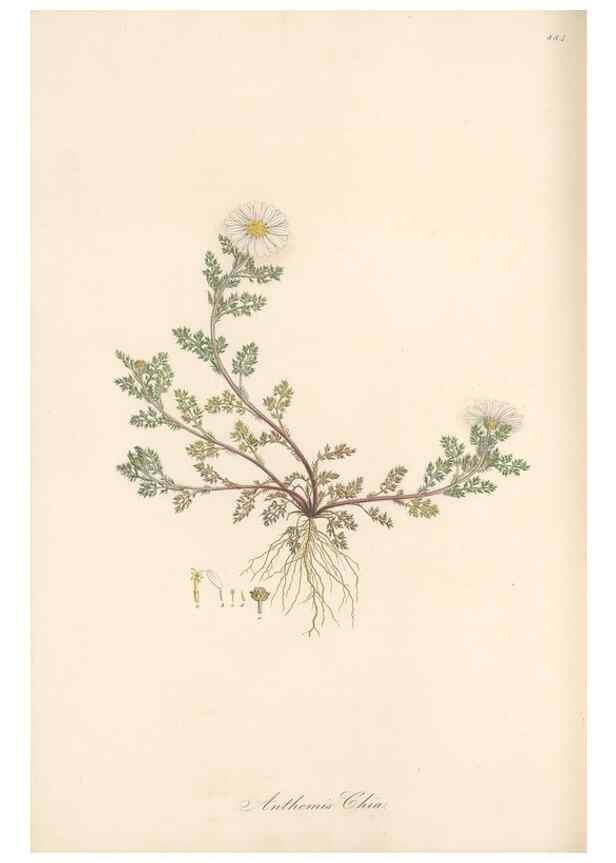 Reproducción/Reproduction 49579411603: Flora Graeca, sive, Plantarum rariorum historia, quas in provinciis aut insulis Graeciae /. Londini :Typis Richardi Taylor et socii, in Vico Shoe-Lane :MDCCCVI-MDCCCXL [1806-1840].. 