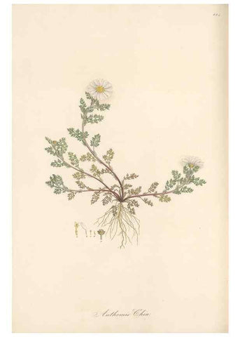 Reproducción/Reproduction 49579411603: Flora Graeca, sive, Plantarum rariorum historia, quas in provinciis aut insulis Graeciae /. Londini :Typis Richardi Taylor et socii, in Vico Shoe-Lane :MDCCCVI-MDCCCXL [1806-1840].. 