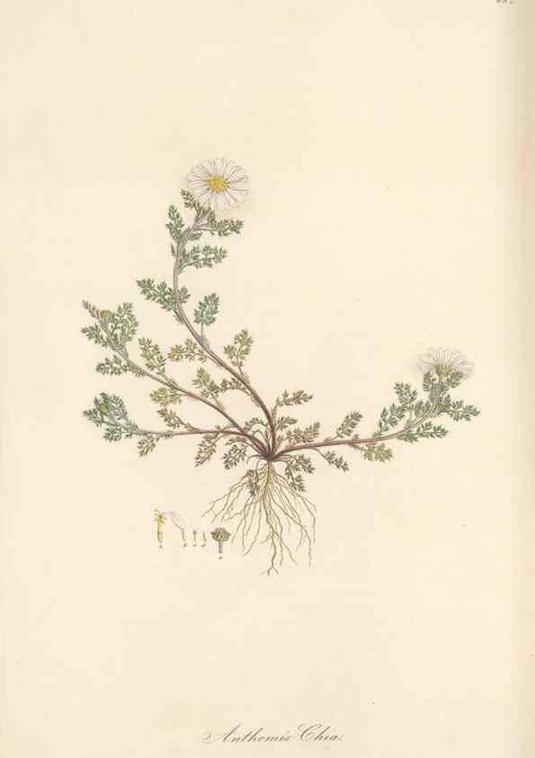 Reproducción/Reproduction 49579411603: Flora Graeca, sive, Plantarum rariorum historia, quas in provinciis aut insulis Graeciae /. Londini :Typis Richardi Taylor et socii, in Vico Shoe-Lane :MDCCCVI-MDCCCXL [1806-1840].. 