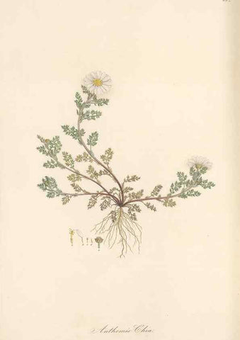 Reproducción/Reproduction 49579411603: Flora Graeca, sive, Plantarum rariorum historia, quas in provinciis aut insulis Graeciae /. Londini :Typis Richardi Taylor et socii, in Vico Shoe-Lane :MDCCCVI-MDCCCXL [1806-1840].. 