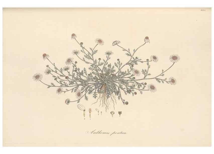Reproducción/Reproduction 49580140527: Flora Graeca, sive, Plantarum rariorum historia, quas in provinciis aut insulis Graeciae /. Londini :Typis Richardi Taylor et socii, in Vico Shoe-Lane :MDCCCVI-MDCCCXL [1806-1840].. 