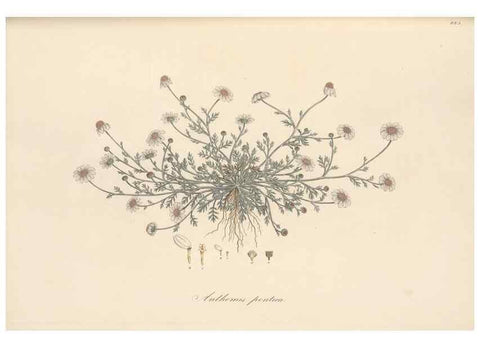 Reproducción/Reproduction 49580140527: Flora Graeca, sive, Plantarum rariorum historia, quas in provinciis aut insulis Graeciae /. Londini :Typis Richardi Taylor et socii, in Vico Shoe-Lane :MDCCCVI-MDCCCXL [1806-1840].. 