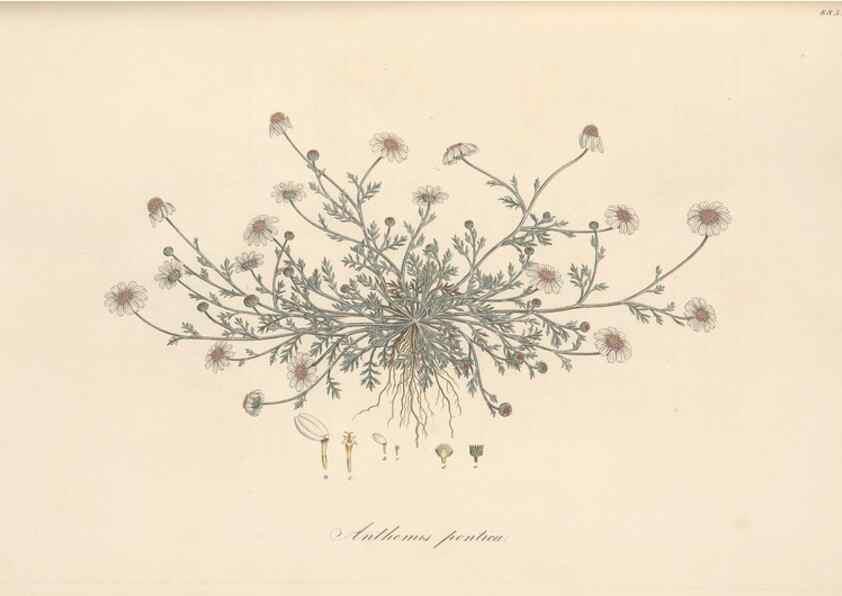 Reproducción/Reproduction 49580140527: Flora Graeca, sive, Plantarum rariorum historia, quas in provinciis aut insulis Graeciae /. Londini :Typis Richardi Taylor et socii, in Vico Shoe-Lane :MDCCCVI-MDCCCXL [1806-1840].. 