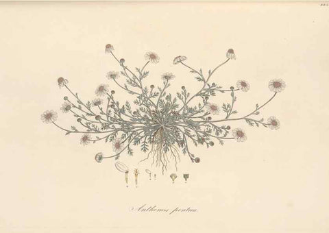 Reproducción/Reproduction 49580140527: Flora Graeca, sive, Plantarum rariorum historia, quas in provinciis aut insulis Graeciae /. Londini :Typis Richardi Taylor et socii, in Vico Shoe-Lane :MDCCCVI-MDCCCXL [1806-1840].. 