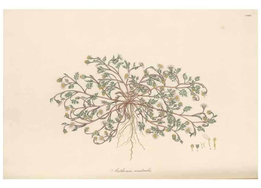 Reproducción/Reproduction 49579412538: Flora Graeca, sive, Plantarum rariorum historia, quas in provinciis aut insulis Graeciae /. Londini :Typis Richardi Taylor et socii, in Vico Shoe-Lane :MDCCCVI-MDCCCXL [1806-1840].. 