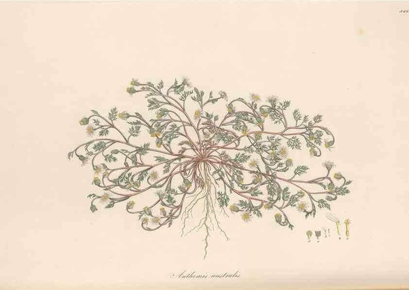 Reproducción/Reproduction 49579412538: Flora Graeca, sive, Plantarum rariorum historia, quas in provinciis aut insulis Graeciae /. Londini :Typis Richardi Taylor et socii, in Vico Shoe-Lane :MDCCCVI-MDCCCXL [1806-1840].. 