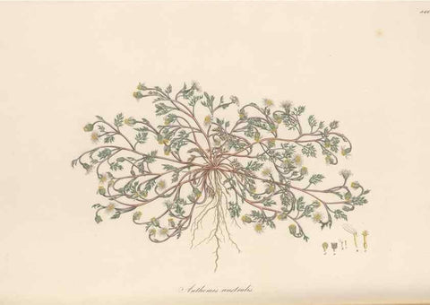 Reproducción/Reproduction 49579412538: Flora Graeca, sive, Plantarum rariorum historia, quas in provinciis aut insulis Graeciae /. Londini :Typis Richardi Taylor et socii, in Vico Shoe-Lane :MDCCCVI-MDCCCXL [1806-1840].. 
